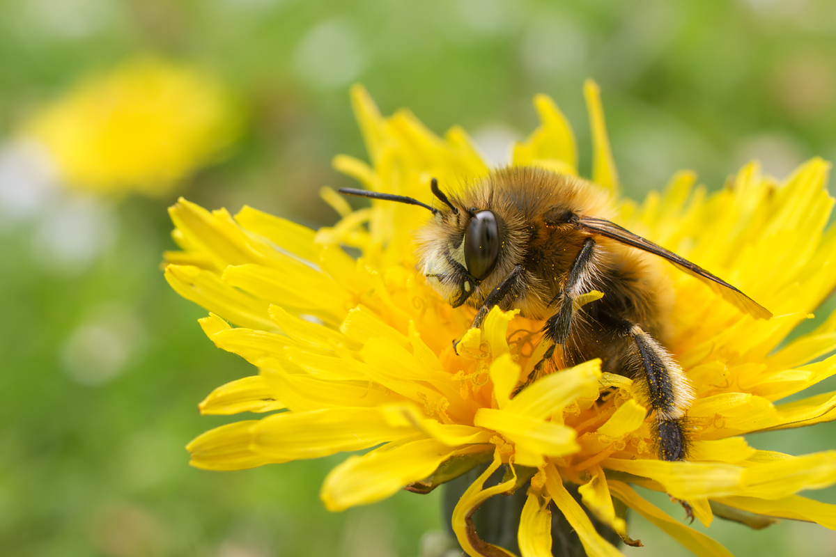 Hairy Footed Flower Bee wideangle 1